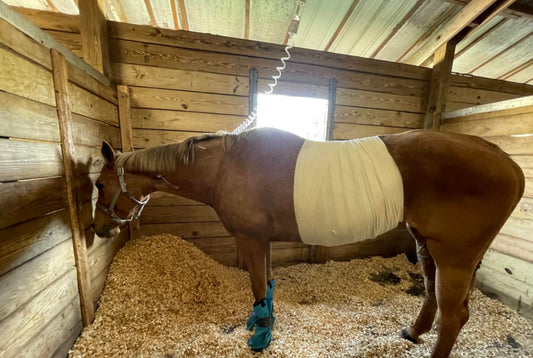 Colic- From a Certified Equine First Aid Instructor’s Perspective