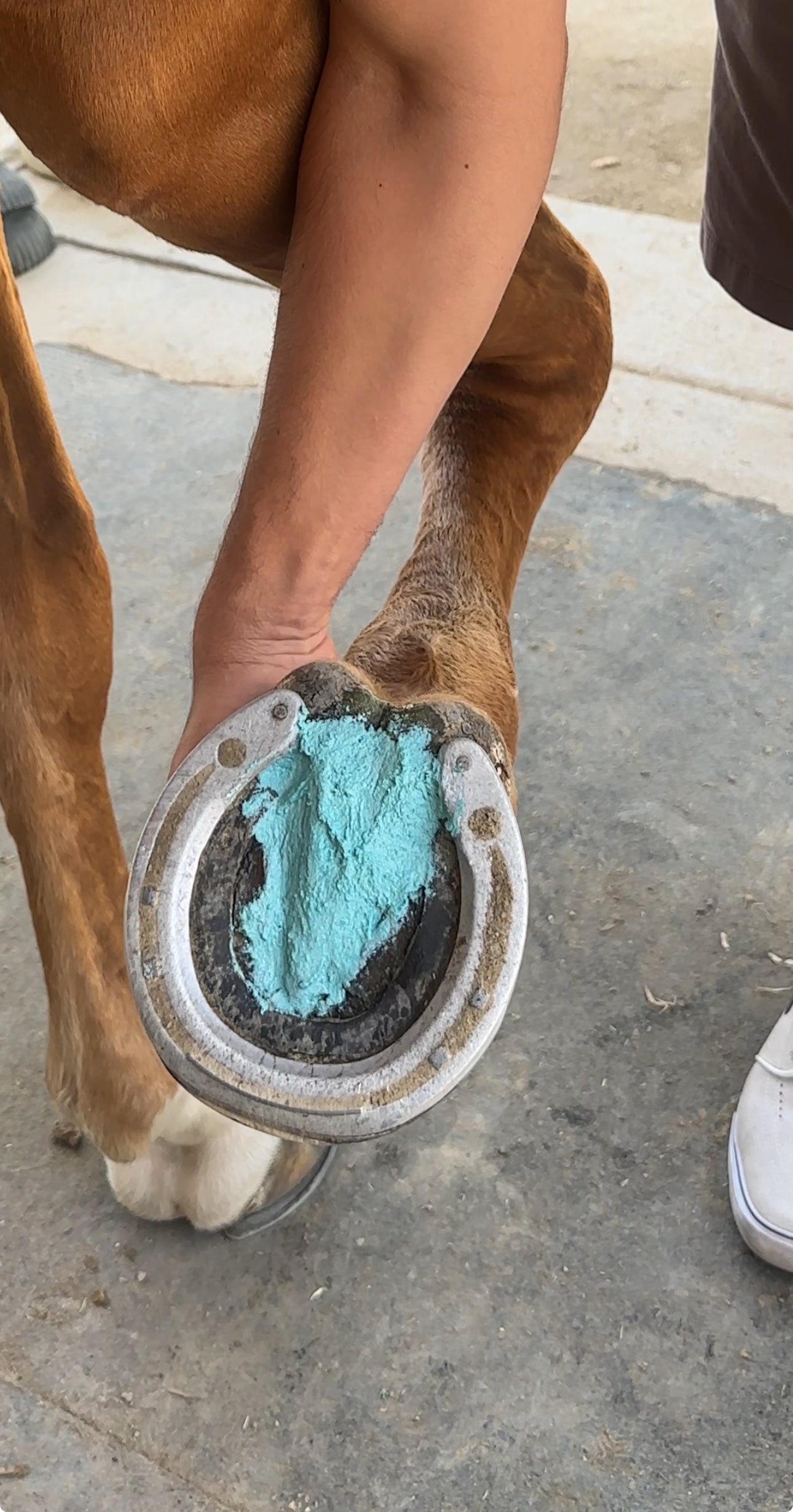 Bulk Blue Clay for Horses – 6 lb Hoof-Packing Thrush & White Line Treatment